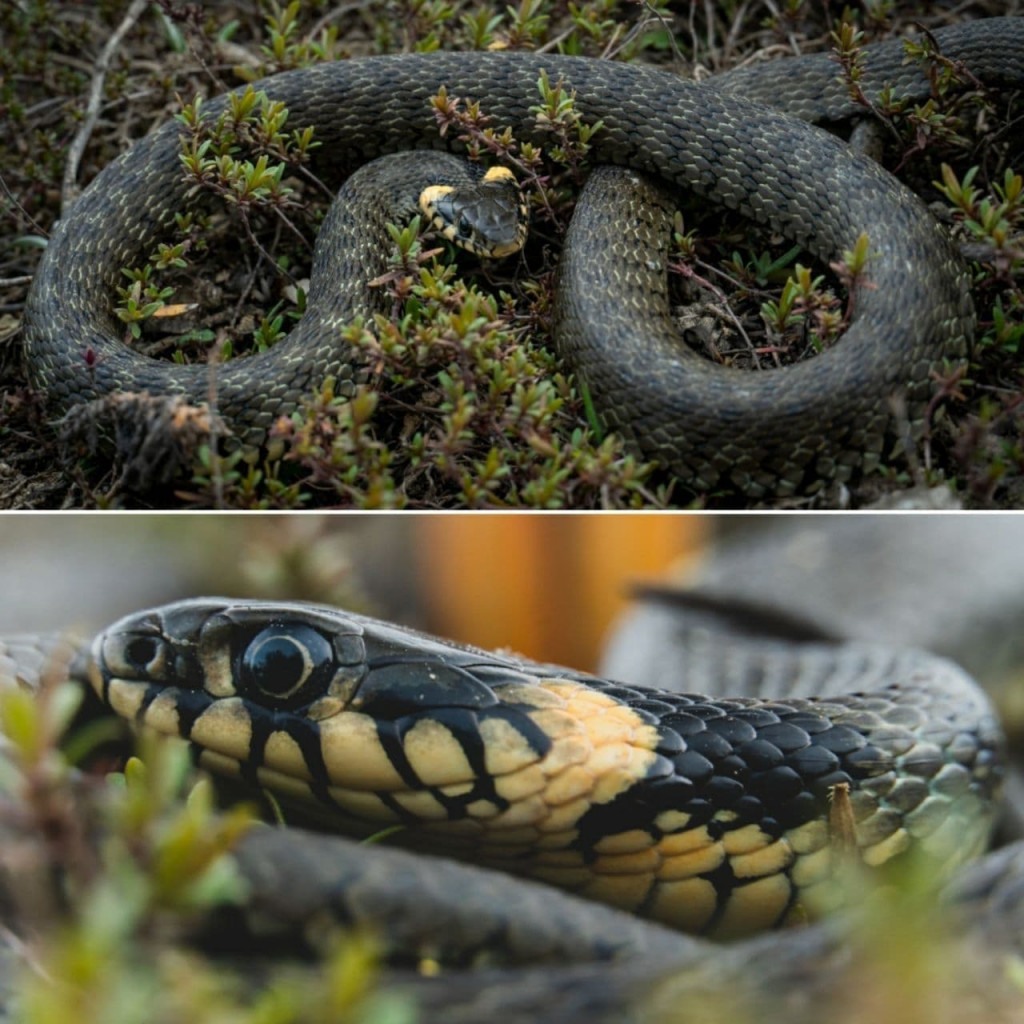 Змея желтобрюх в Ростовской области фото