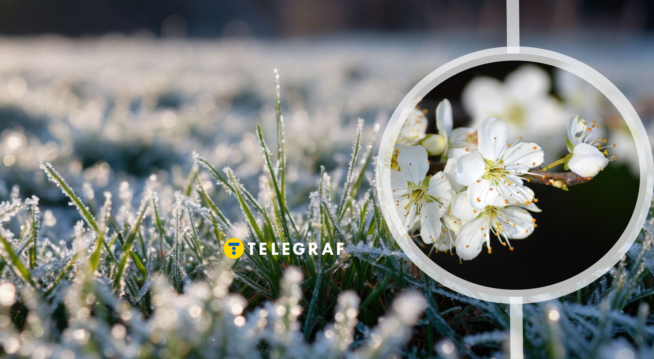 Можуть померзнути черешні і не тільки. В яких регіонах обіцяють заморозки