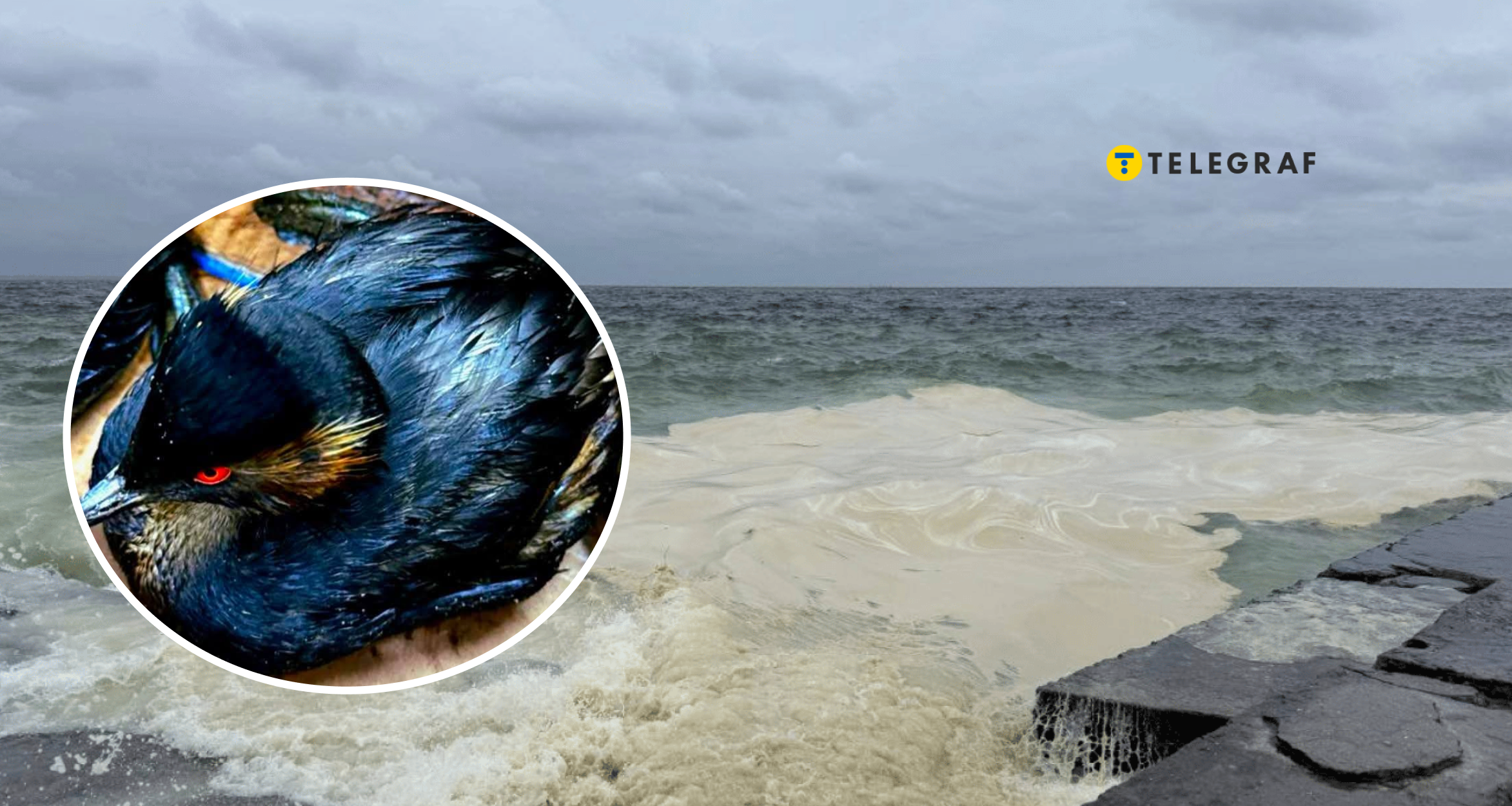 Не просто дивовижно красиві. Яких птахів Росія масово знищує в Чорному морі (фото)