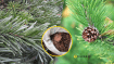 Хвоя является полезным в хозяйстве элементом