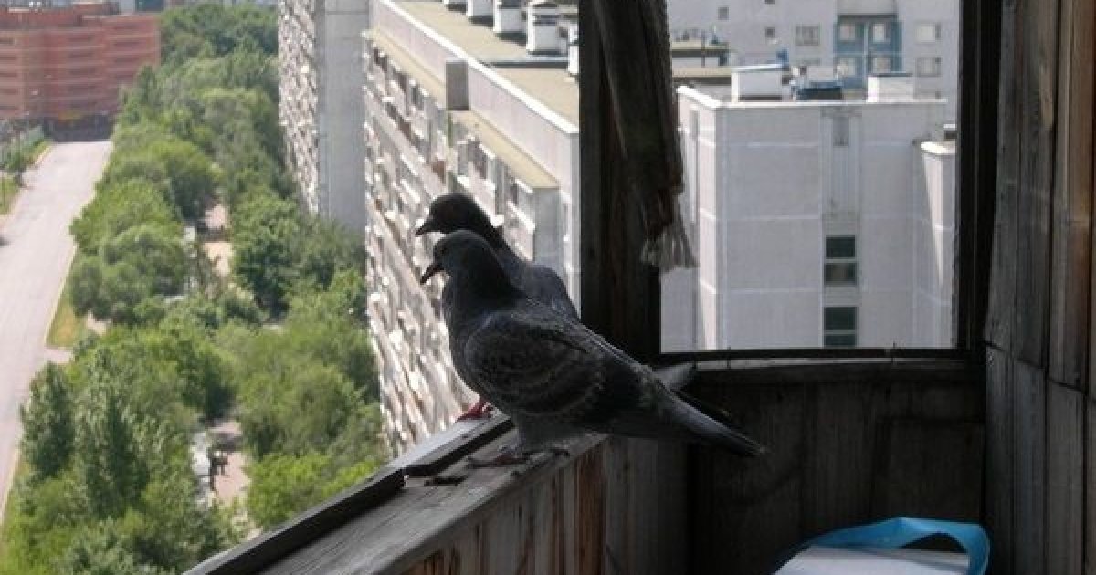 К чему залетает птица на балкон. Голуби на балконе. Голубятня на лоджии. От голубей на балконе. Голубятник на балконе.