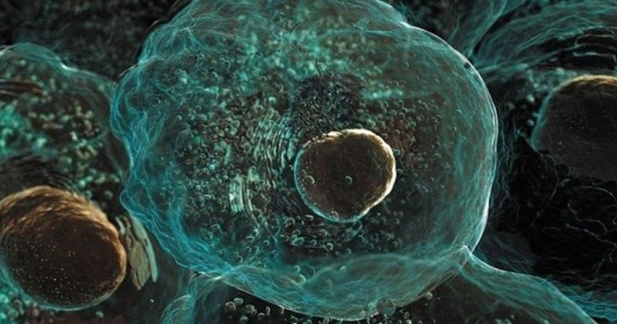 Искусственно созданные организмы. Клетка организма. Живая клетка. Фото клетки человека. Живая клетка человека.