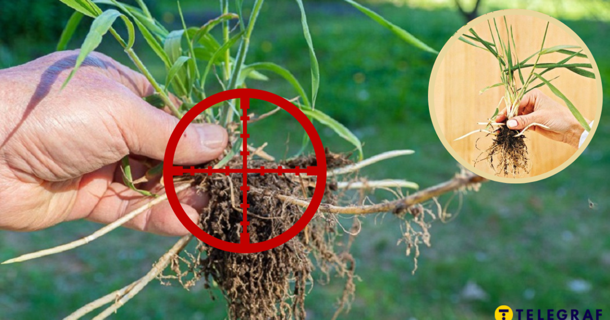 Как вывести пырей на огороде - избавиться от надоедливого сорняка ...