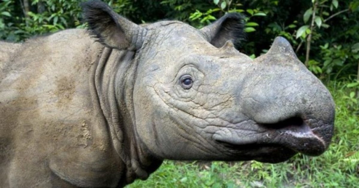 Носорог в тропическом лесу. Суматранский носорог. Суматранский носорог, Индонезия. Суматранский носорог на белом. Суматранский носорог красная книга.