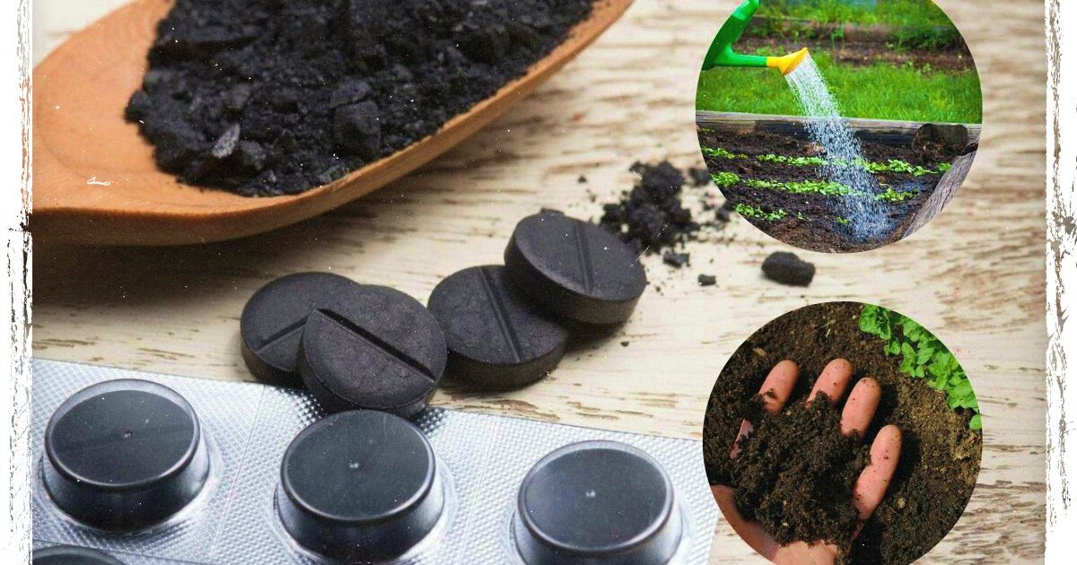 Как использовать активированный уголь для сада и огорода - Телеграф