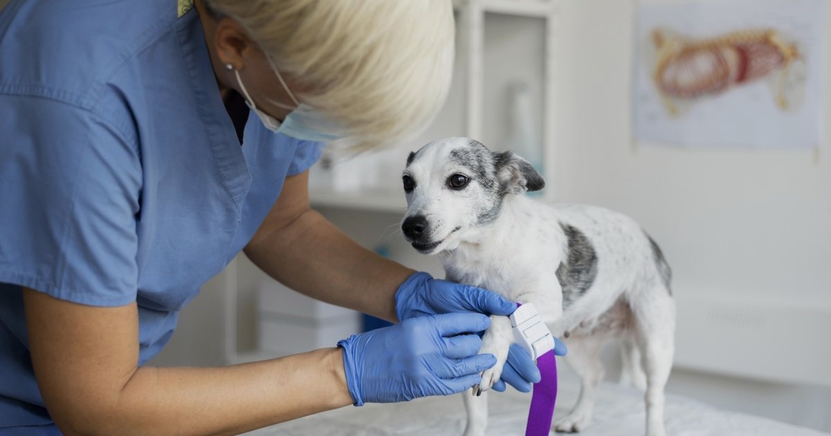 Animal Blood Transfusions: Saving Lives and Ethical Considerations