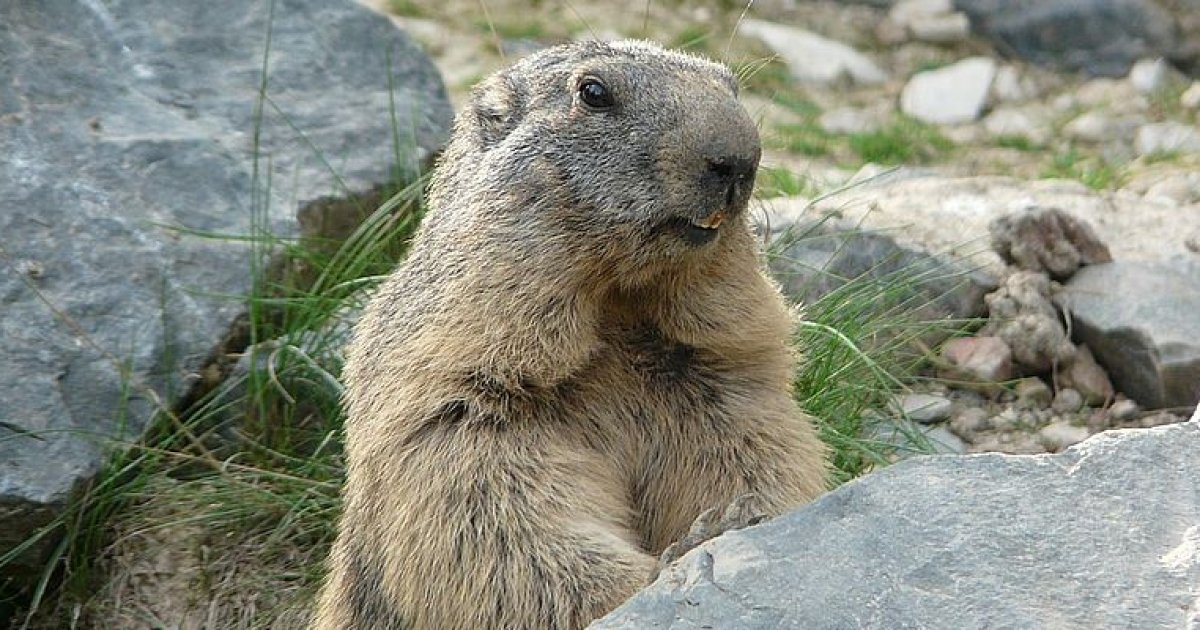 Сурок в квартире. Степной сурок. Сурок в спячке. Marmot Day. Сурок в спячке зимой фото.