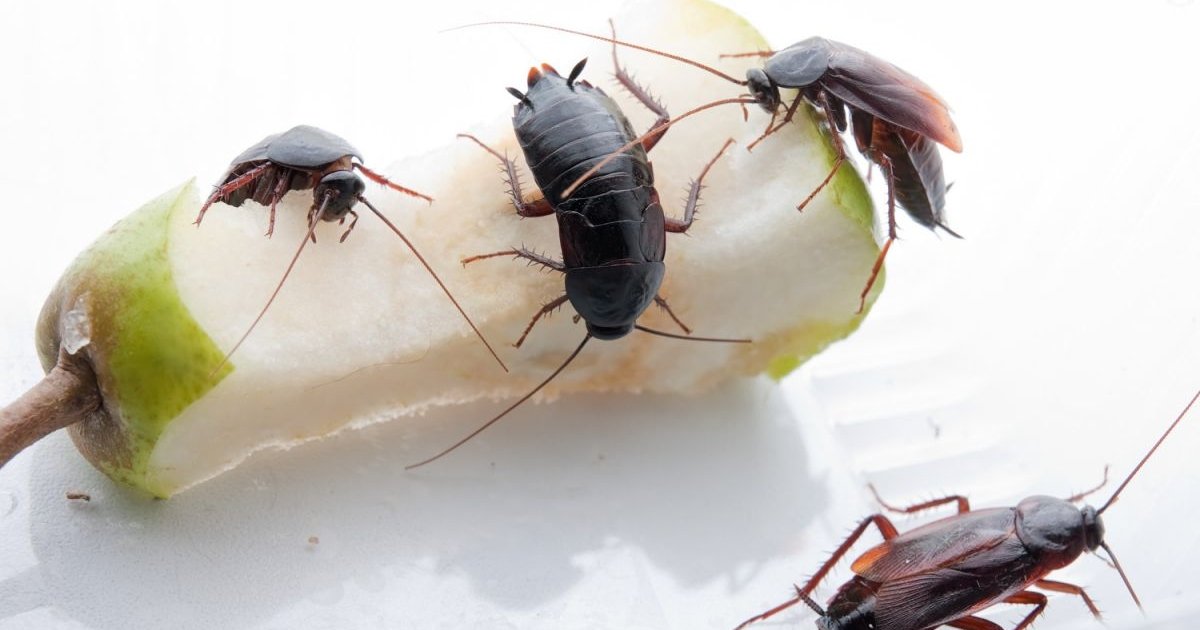 Как избавиться от тараканов в доме – лайфхак с самодельной ловушкой ...