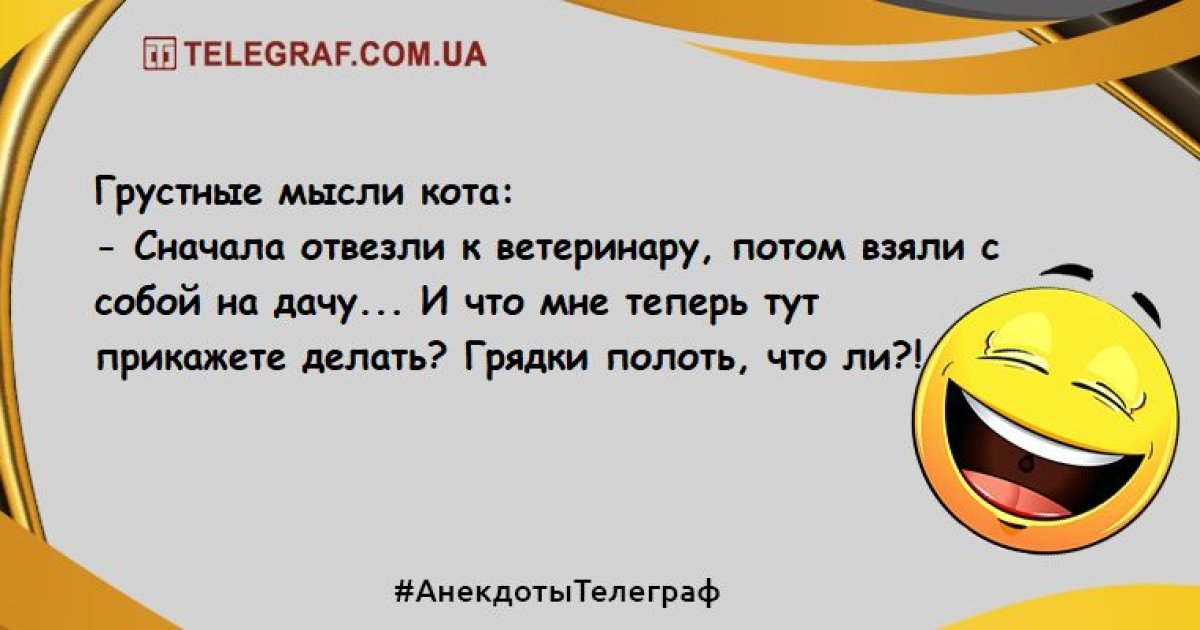 Идеи для празднования Дня Ветеринара