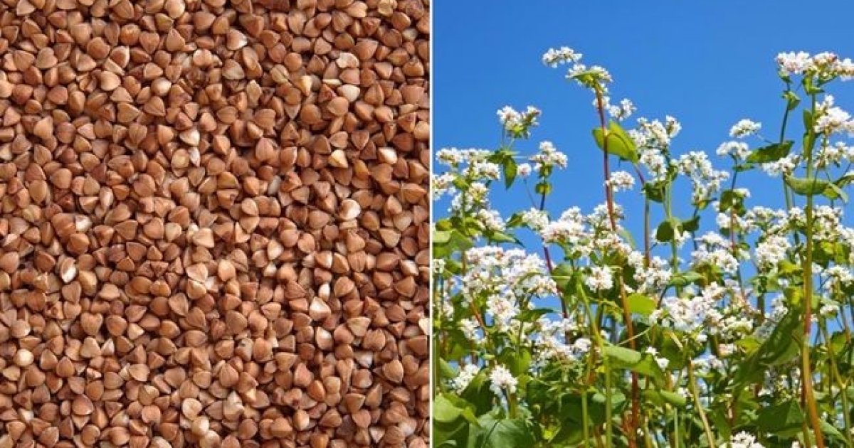 Гречиха саратовская область. Гречиха горькая. Гречиха фото растения и зерна. Плесень на кофейных зернах. Гречиха 2022.