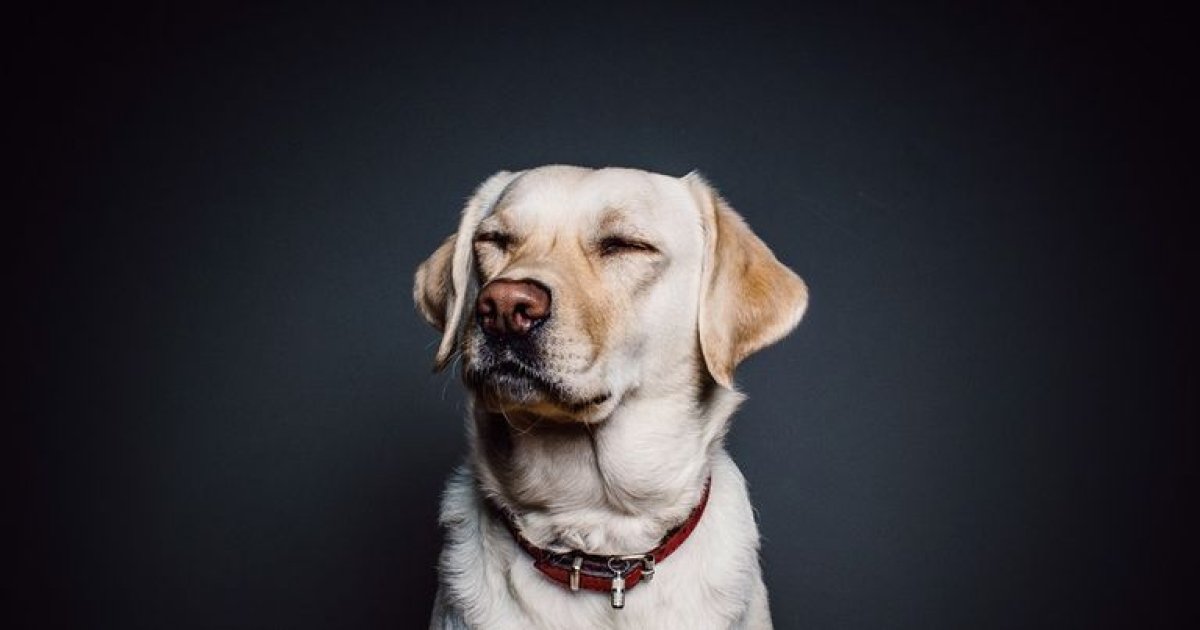 Так же, как и люди: собаки тоже умеют считать - Телеграф