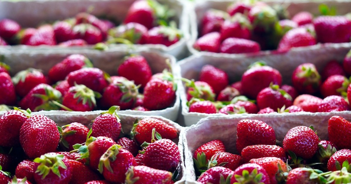 Уход за клубникой весной - как правильно поливать, подкармливать и ...