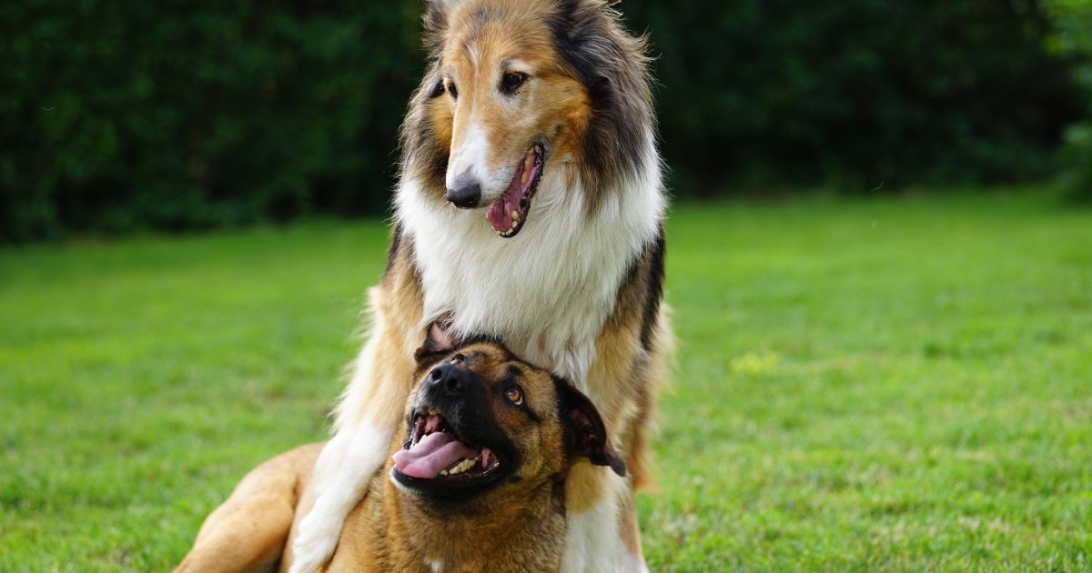 Ukrainian Dog Nicknames: 10 Beautiful Names - News Directory 3