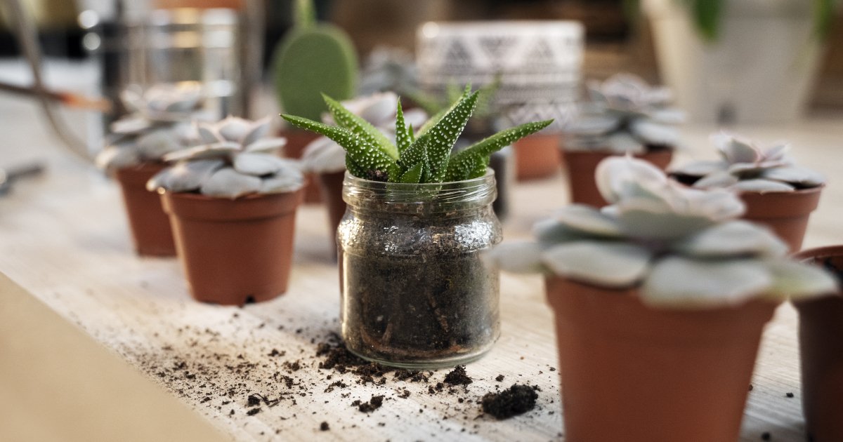 Чем уничтожить мошек в грунте рассады и домашних цветков — натуральные ...