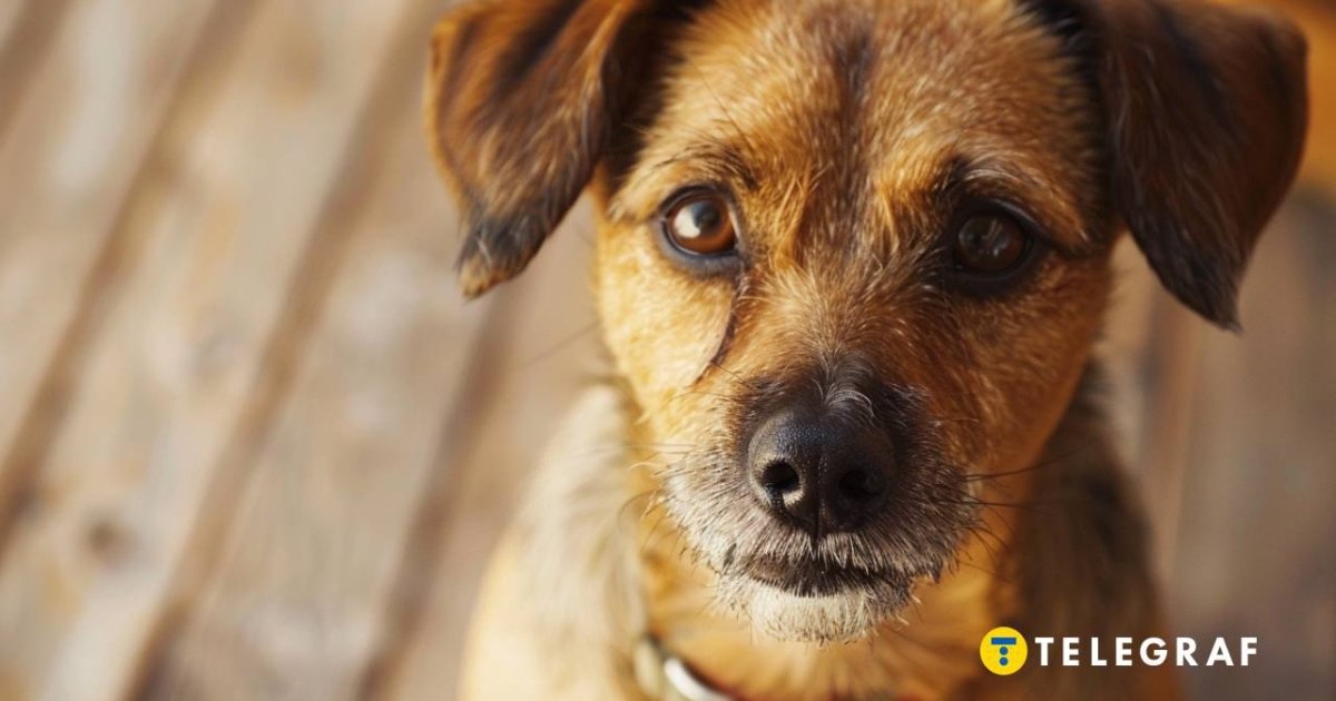 Как бороться с блохами – действенный метод против паразитов - Телеграф