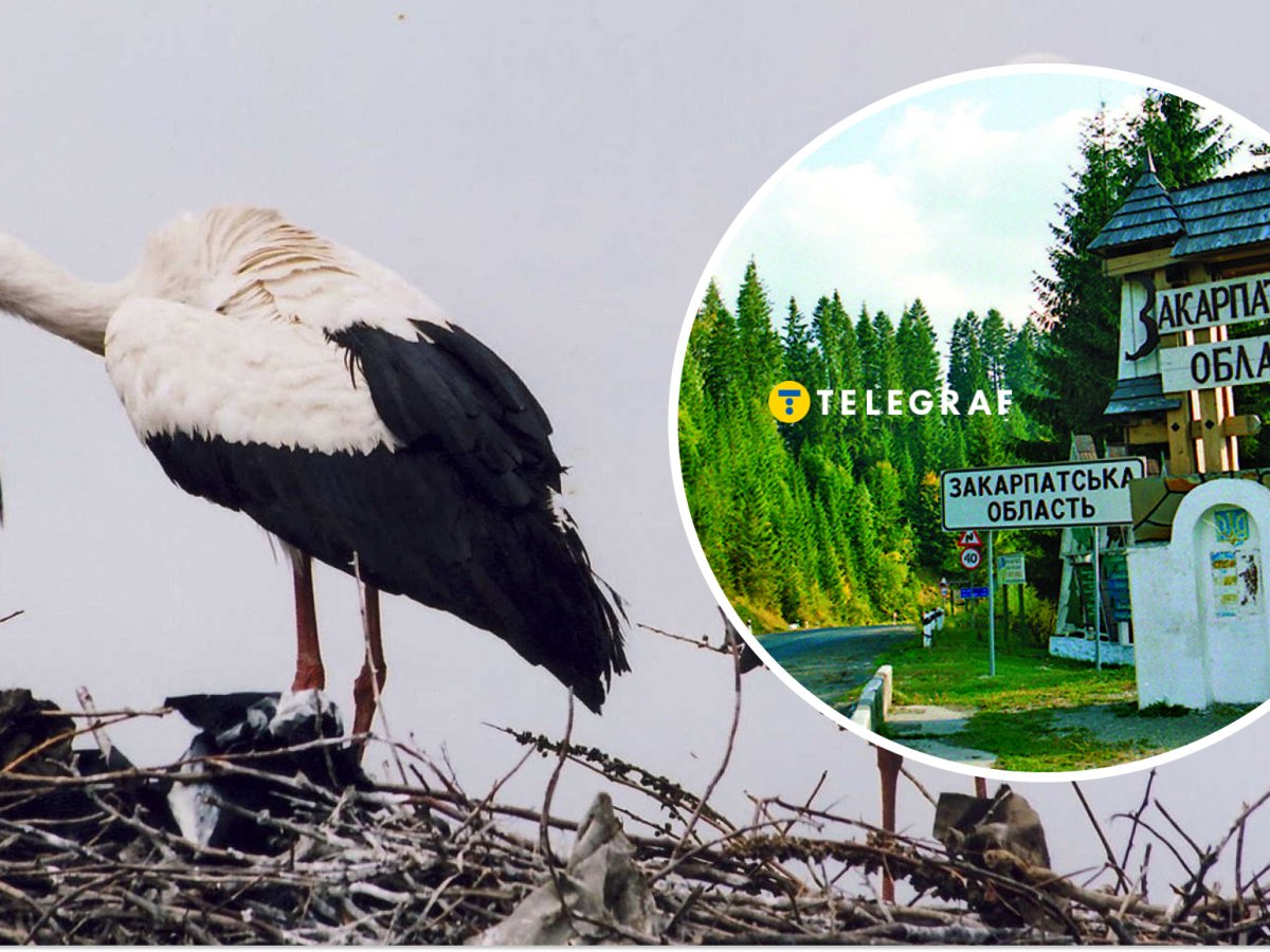 Fullmetal Alchemist порно және секс