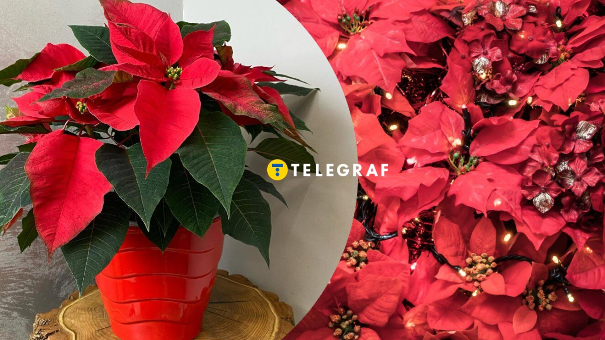 Пуансетія різдвяна