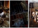Врятовані тварини