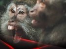 Обезьянья оспа в мире: ВОЗ пошла на радикальные меры