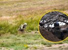Силы обороны Украины