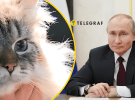В Японии умер кот Мир