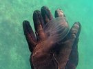 Двое животных стали единым целым: ученые потыкали новое существо палочкой и сняли это на видео