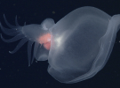Bathydevius caudactylus