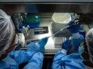 Обновленный штамм содержит 46 мутаций