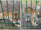 Тварина приходить до тями