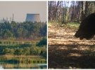 Бурый медведь смог скрыться от русских захватчиков