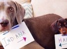 ФОТОпозитив: лучшие друзья Харлоу и Индиана
