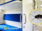 Таракану знайшли в поїзді Дніпро-Львів
