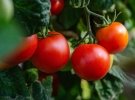 Як удобрювати помідори борною кислотою