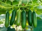 Трудно представить огород, где не растут огурцы