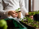 Какие семена требуют замачивания, а какие лучше сеять сухими