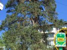 29 сосен в возрасте 100-250 лет