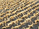 Поле з головами баранів