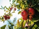 Даже опавшие плоды, на которых присутствует гниль, могут представлять опасность