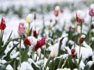 Украину еще может накрыть снег в апреле: названа дата