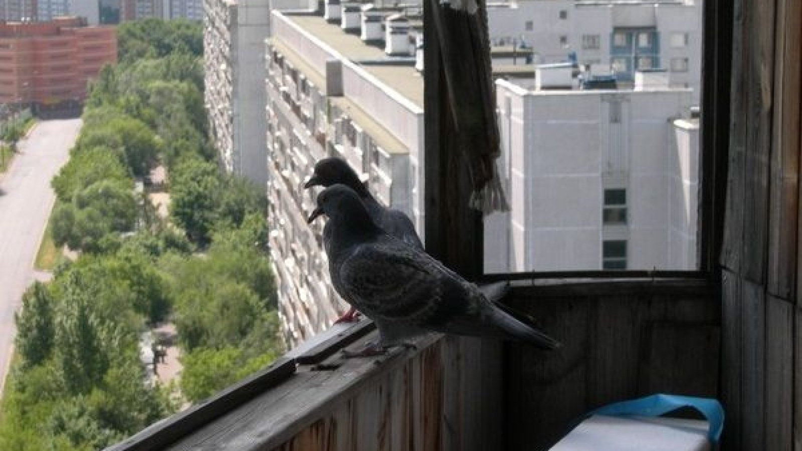 Голуби свили гнездо на балконе — к счастью
