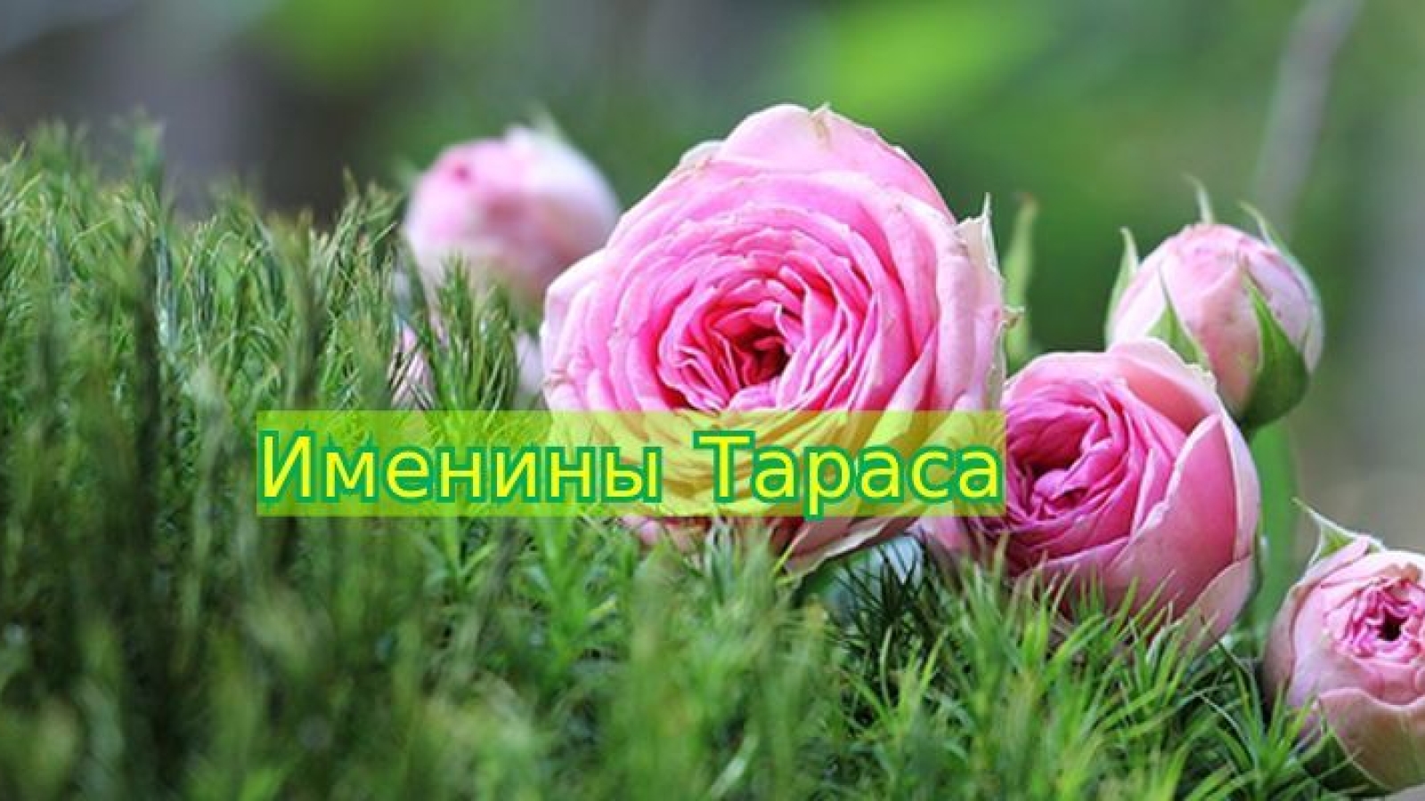 Именины (День Ангела) Тараса: значение имени и поздравления - Телеграф