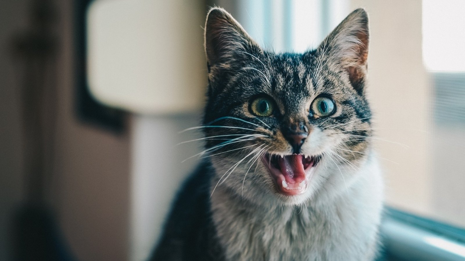Как правильно почистить зубы кошке?