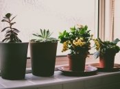 Квіти краще не ставити на підвіконня