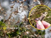 Колаж "Телеграфу"