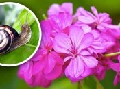 Улитки — частая неприятность в саду