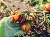 Томаты особенно чувствительны к фитофторозу