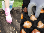 Посадка лука весной 2025 года