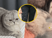 Это знакомо каждому владельцу животных