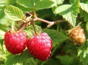 Как ухаживать за малиной