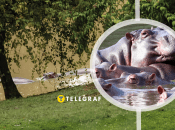 Бегемотам знаменитого наркобарона грозит смерть